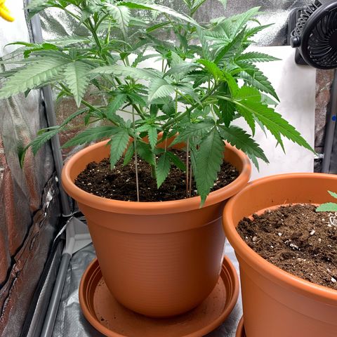 Unbekannte Sorte  (Buds gingen in Richtung Haze die den Samen gespendet haben)   growlog photo: Erneutes biegen der äußeren Triebe 