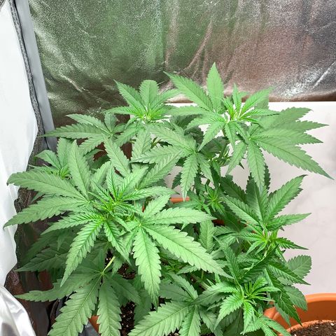 Unbekannte Sorte  (Buds gingen in Richtung Haze die den Samen gespendet haben)   growlog timeline photo