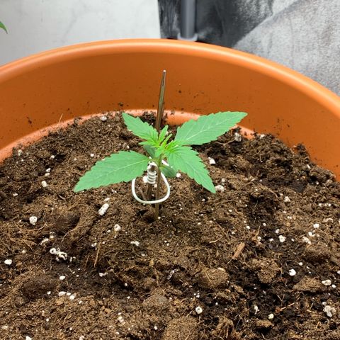 Auto Euforia  growlog photo: Höhe 7cm