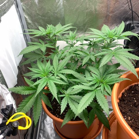 Unbekannte Sorte  (Buds gingen in Richtung Haze die den Samen gespendet haben)   growlog photo: 35cm
