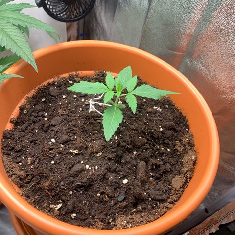 Auto Euforia  growlog photo: Topf erhöht (Platz Mangel) 