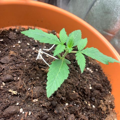 Auto Euforia  growlog timeline photo