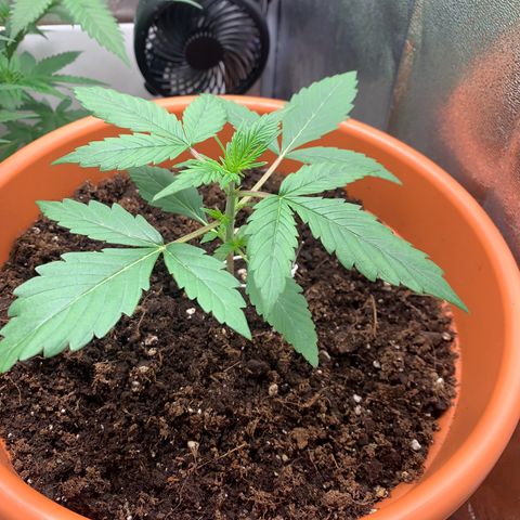 Auto Euforia  growlog timeline photo