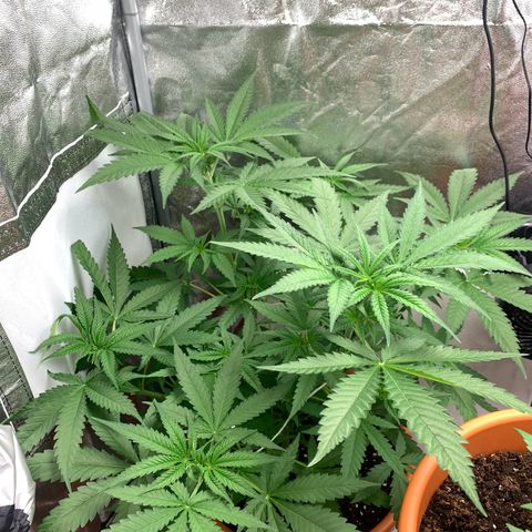 Unbekannte Sorte  (Buds gingen in Richtung Haze die den Samen gespendet haben)   growlog photo: 45cm