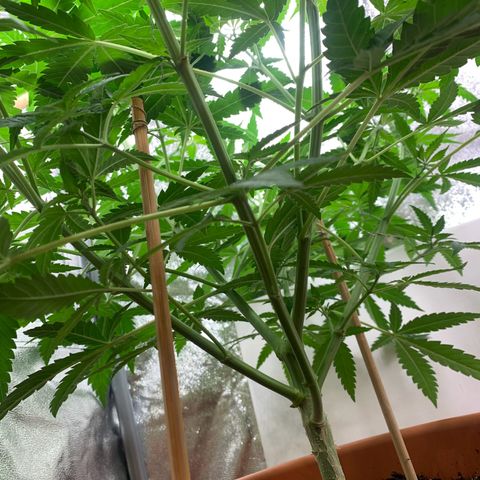 Unbekannte Sorte  (Buds gingen in Richtung Haze die den Samen gespendet haben)   growlog photo: Ausgedünnt und zusammen gebogen aus Platz gründen 