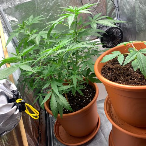 Unbekannte Sorte  (Buds gingen in Richtung Haze die den Samen gespendet haben)   growlog photo: 47cm