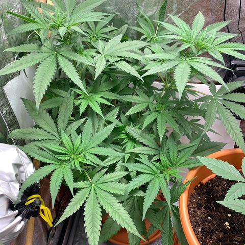 Unbekannte Sorte  (Buds gingen in Richtung Haze die den Samen gespendet haben)   growlog timeline photo