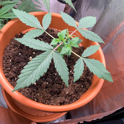 Auto Euforia  growlog timeline photo