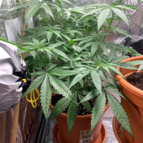 Unbekannte Sorte  (Buds gingen in Richtung Haze die den Samen gespendet haben)   growlog photo: 50cm
