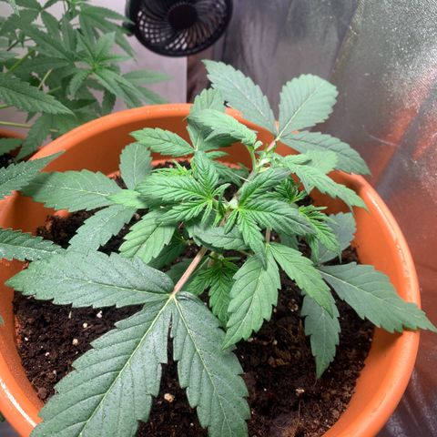 Auto Euforia  growlog timeline photo