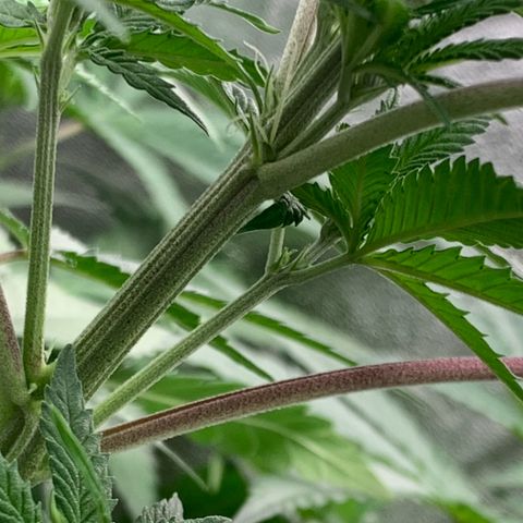 Unbekannte Sorte  (Buds gingen in Richtung Haze die den Samen gespendet haben)   growlog photo: Vorblüte 