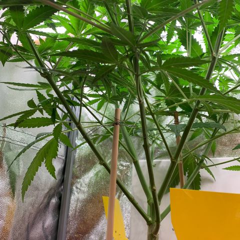 Unbekannte Sorte  (Buds gingen in Richtung Haze die den Samen gespendet haben)   growlog timeline photo