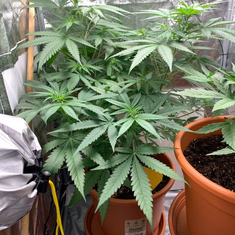 Unbekannte Sorte  (Buds gingen in Richtung Haze die den Samen gespendet haben)   growlog timeline photo