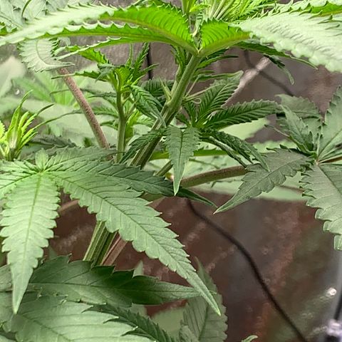 Unbekannte Sorte  (Buds gingen in Richtung Haze die den Samen gespendet haben)   growlog timeline photo