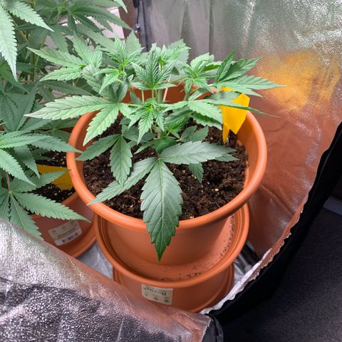 Auto Euforia  growlog timeline photo