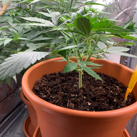 Auto Euforia  growlog timeline photo