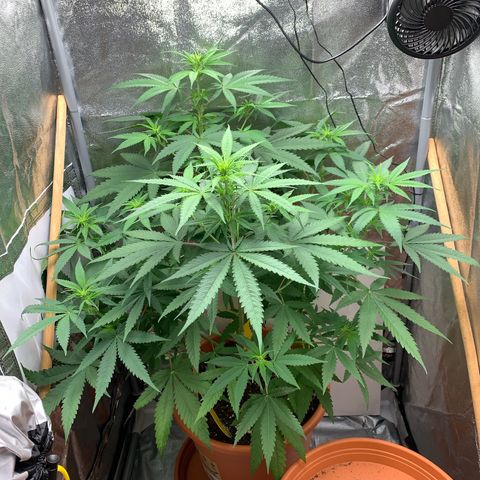 Unbekannte Sorte  (Buds gingen in Richtung Haze die den Samen gespendet haben)   growlog photo: 60cm 