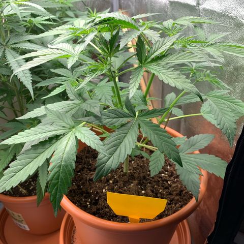 Auto Euforia  growlog photo: 23cm