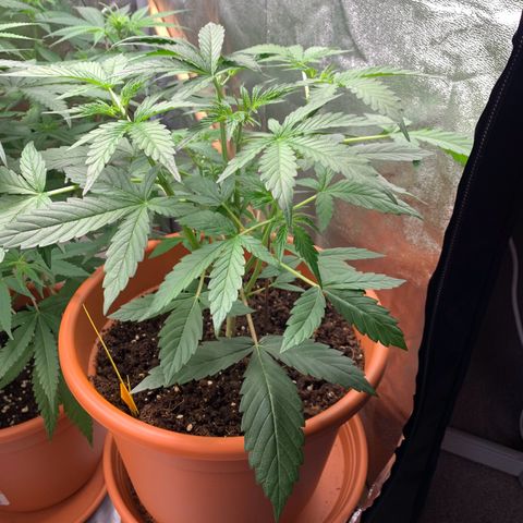 Auto Euforia  growlog timeline photo