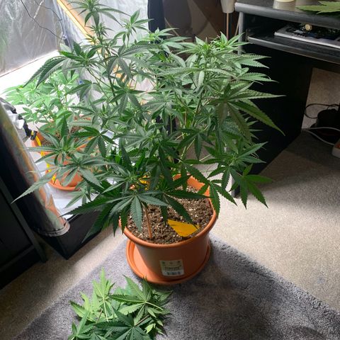 Unbekannte Sorte  (Buds gingen in Richtung Haze die den Samen gespendet haben)   growlog timeline photo