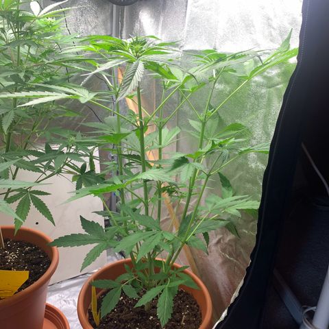 Auto Euforia  growlog photo: 55cm 