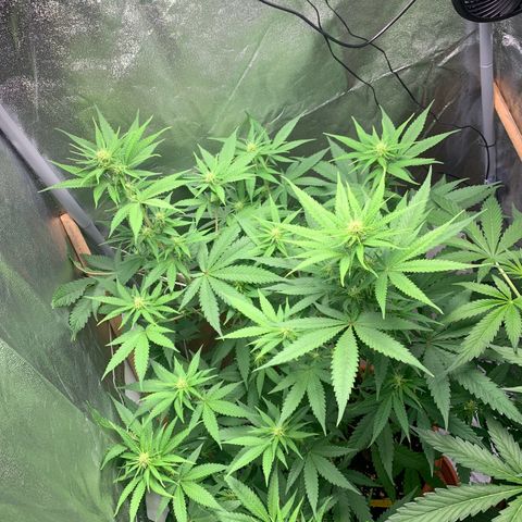 Unbekannte Sorte  (Buds gingen in Richtung Haze die den Samen gespendet haben)   growlog photo: 75cm 