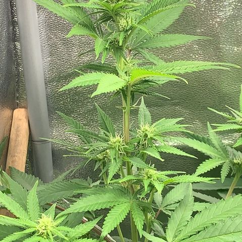 Unbekannte Sorte  (Buds gingen in Richtung Haze die den Samen gespendet haben)   growlog photo: 75cm 