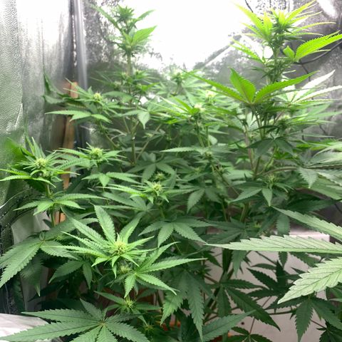 Unbekannte Sorte  (Buds gingen in Richtung Haze die den Samen gespendet haben)   growlog photo: 75cm 