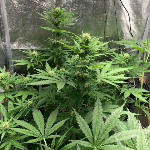 Unbekannte Sorte  (Buds gingen in Richtung Haze die den Samen gespendet haben)   growlog photo: Luftentfeuchter läuft! 
Höhe 80cm 
Erste Frucht Haare werden braun 