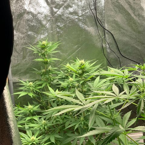 Unbekannte Sorte  (Buds gingen in Richtung Haze die den Samen gespendet haben)   growlog photo: Luftentfeuchter läuft! 
Höhe 80cm 
Erste Frucht Haare werden braun 