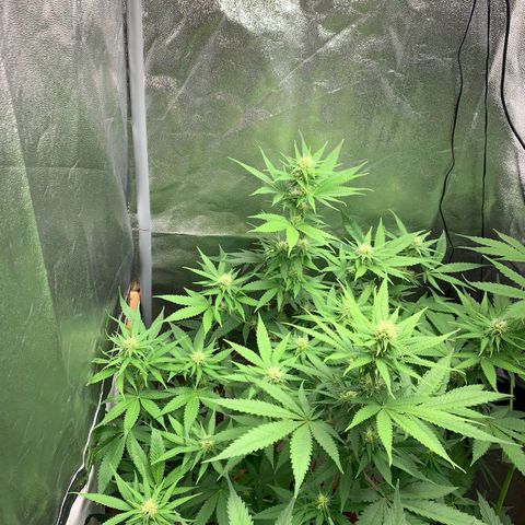 Unbekannte Sorte  (Buds gingen in Richtung Haze die den Samen gespendet haben)   growlog photo: Luftentfeuchter läuft! 
Höhe 80cm 
Erste Frucht Haare werden braun 