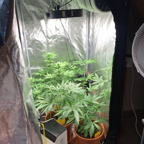 Unbekannte Sorte  (Buds gingen in Richtung Haze die den Samen gespendet haben)   growlog photo: Luftentfeuchter läuft! 
Höhe 80cm 
Erste Frucht Haare werden braun 