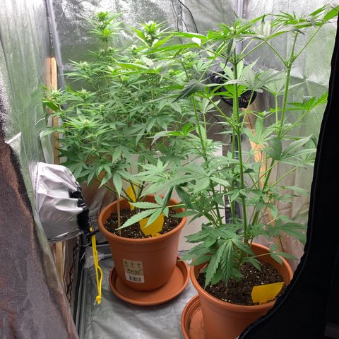Auto Euforia  growlog photo: Viorne Auto hinten unbekannt 
Auto Euforia hat die normale Pflanze überholt beim Wachstum  