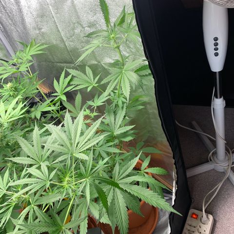 Auto Euforia  growlog photo: “Platzmangel”-LST :D 