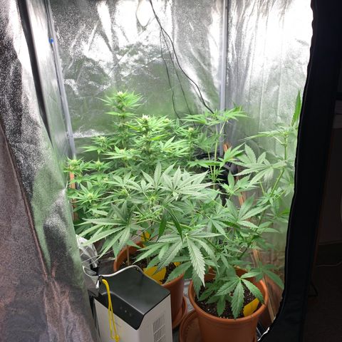 Auto Euforia  growlog photo: “Platzmangel”-LST :D 