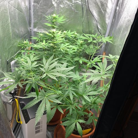 Auto Euforia  growlog photo: “Platzmangel”-LST :D 