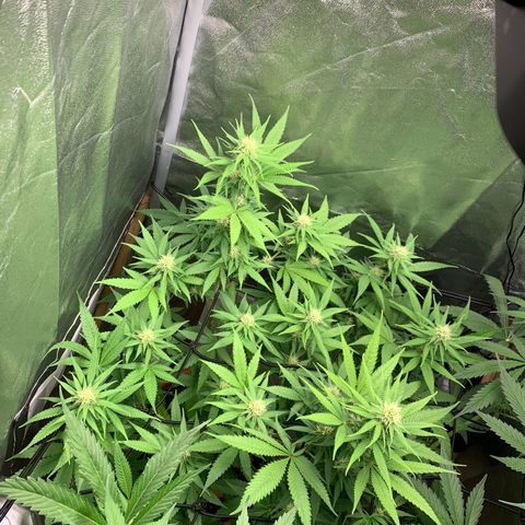 Unbekannte Sorte  (Buds gingen in Richtung Haze die den Samen gespendet haben)   growlog photo: Netz zum stabilisieren der blũten 