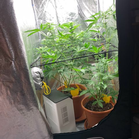 Unbekannte Sorte  (Buds gingen in Richtung Haze die den Samen gespendet haben)   growlog photo: Netz zum stabilisieren der blũten 