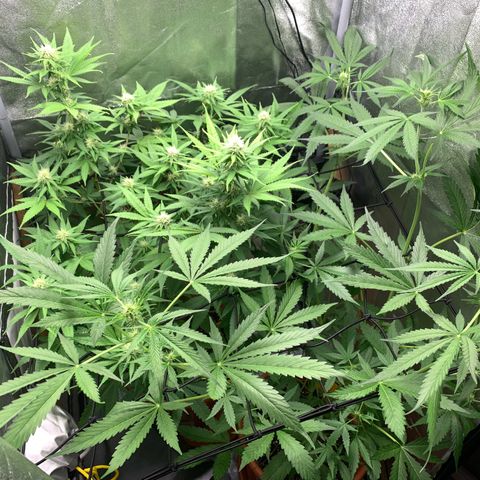 Auto Euforia  growlog photo: Platzsparend eingefädelt ins Netz 