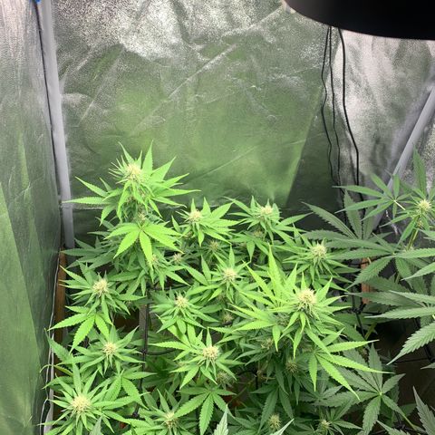 Unbekannte Sorte  (Buds gingen in Richtung Haze die den Samen gespendet haben)   growlog timeline photo