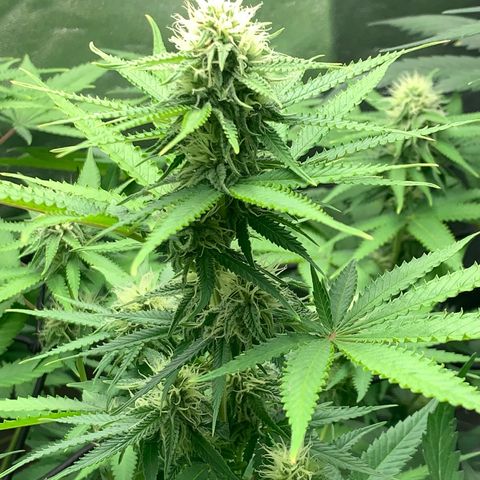Unbekannte Sorte  (Buds gingen in Richtung Haze die den Samen gespendet haben)   growlog timeline photo
