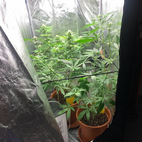 Auto Euforia  growlog timeline photo