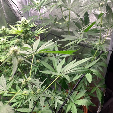 Auto Euforia  growlog timeline photo