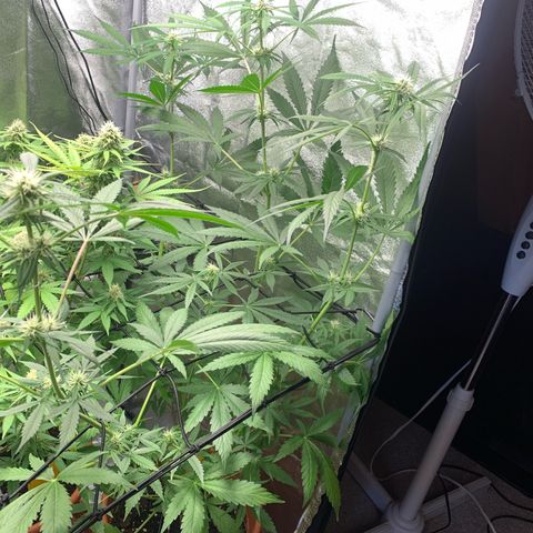 Auto Euforia  growlog photo: 83cm