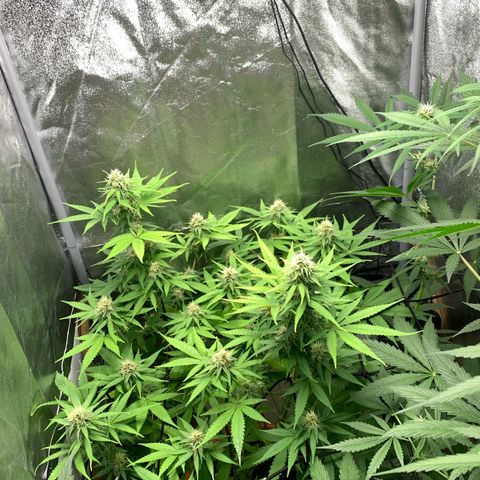 Unbekannte Sorte  (Buds gingen in Richtung Haze die den Samen gespendet haben)   growlog photo: 73cm