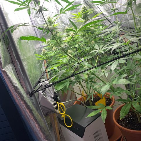 Unbekannte Sorte  (Buds gingen in Richtung Haze die den Samen gespendet haben)   growlog photo: 73cm