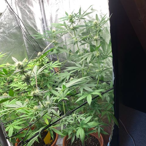 Auto Euforia  growlog photo: AutoEuforia steht vorne 