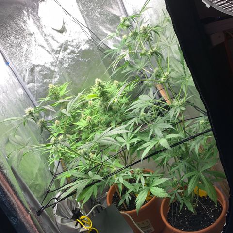 Auto Euforia  growlog photo: AutoEuforia steht vorne 