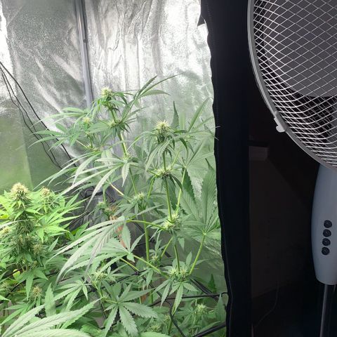 Auto Euforia  growlog photo: AutoEuforia steht vorne 