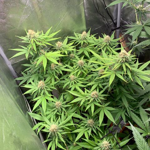 Unbekannte Sorte  (Buds gingen in Richtung Haze die den Samen gespendet haben)   growlog timeline photo